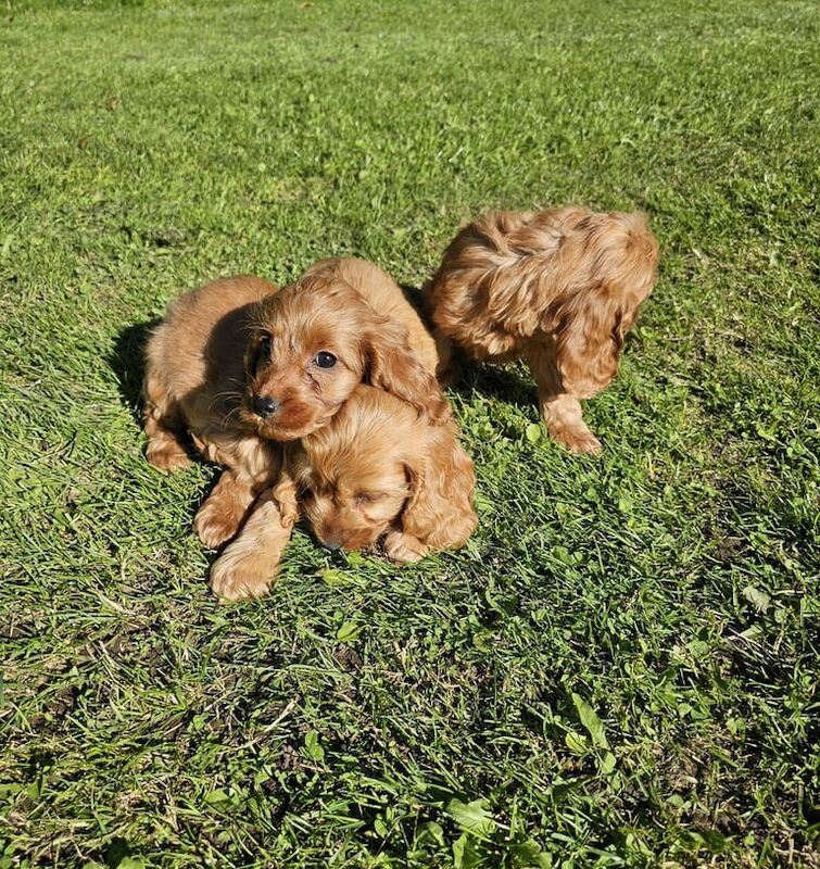 Cockapoo puppies for sale in South Side, City of Edinburgh – 9 weeks old - Image 3 of 3