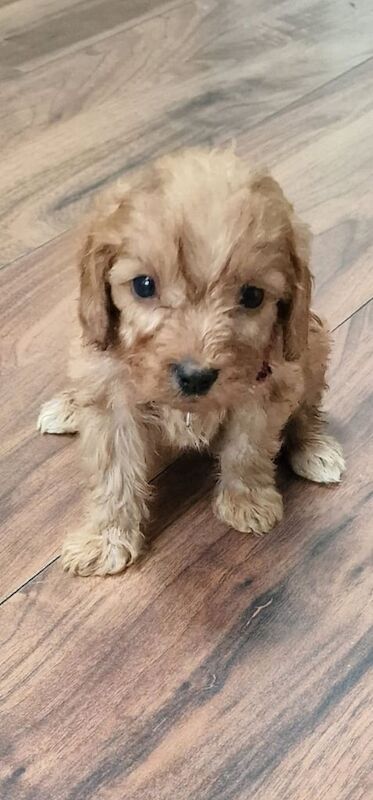 Cockapoo puppies for sale in Mirfield, West Yorkshire – KC registered, 7 weeks old