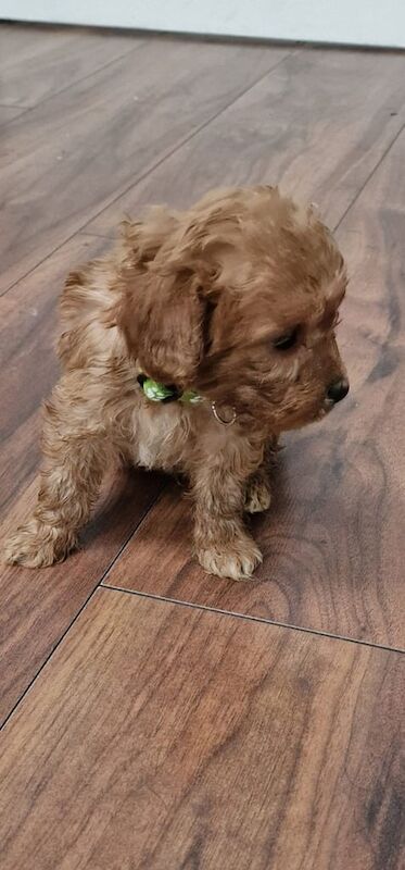 Cockapoo puppies for sale in Mirfield, West Yorkshire – KC registered, 7 weeks old - Image 2 of 3