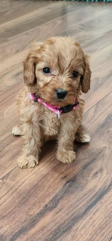 Cockapoo puppies for sale in Mirfield, West Yorkshire – KC registered, 7 weeks old - Image 3 of 3