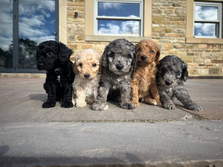 Cockapoo puppies for sale in Bishop Auckland, Durham – 6 weeks old