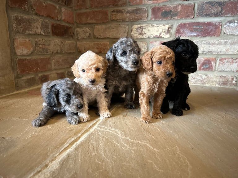 Cockapoo puppies for sale in Bishop Auckland, Durham – 6 weeks old - Image 2 of 3