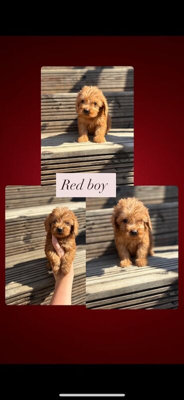 Cockapoo puppies for sale in Liskeard, Cornwall – 7 weeks old