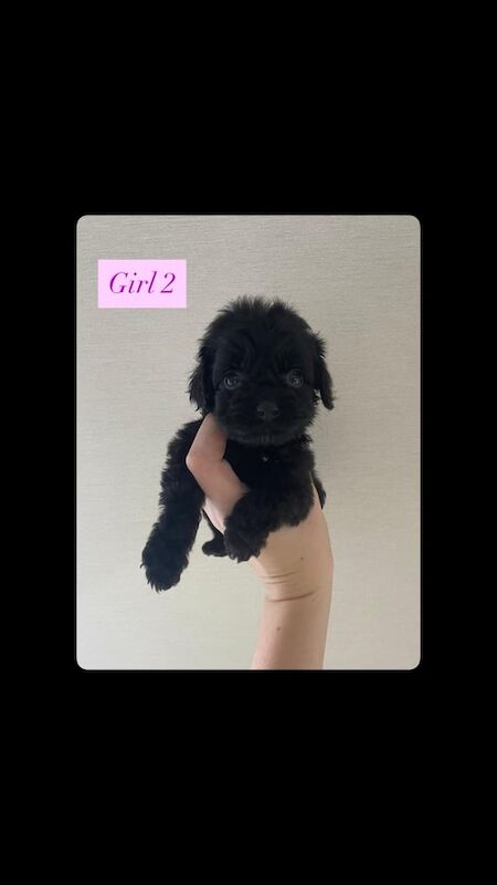Cockapoo puppies for sale in Liskeard, Cornwall – 7 weeks old - Image 2 of 3