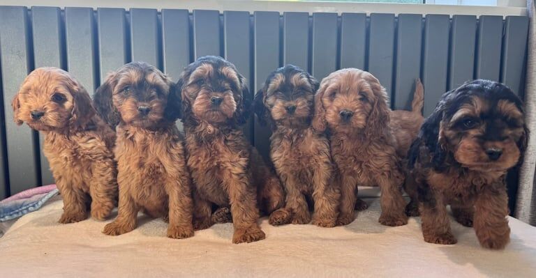 Red Cockapoo puppies for sale in Swansea / Abertawe, West Glamorgan – 7 weeks old