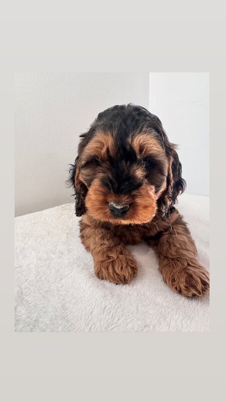 Cockapoo puppies for sale in Swansea / Abertawe, West Glamorgan – 7 weeks old - Image 2 of 3