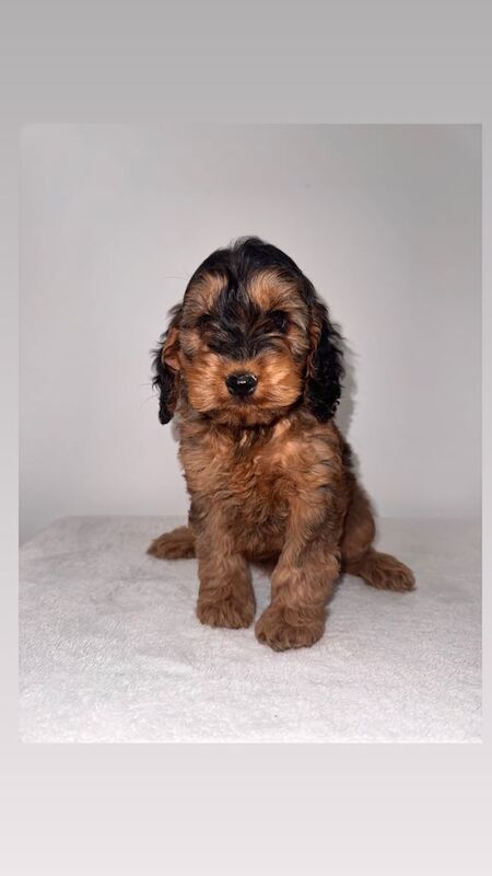 Cockapoo puppies for sale in Swansea / Abertawe, West Glamorgan – 7 weeks old - Image 3 of 3
