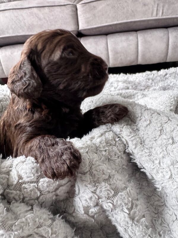 Cockapoo puppies for sale in Crook, Durham – 2 weeks old