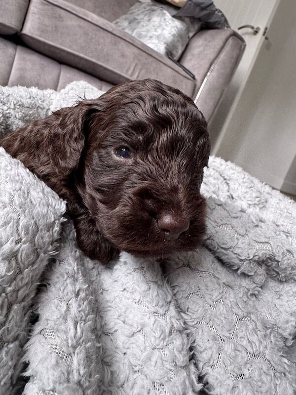 Cockapoo puppies for sale in Crook, Durham – 2 weeks old - Image 2 of 3