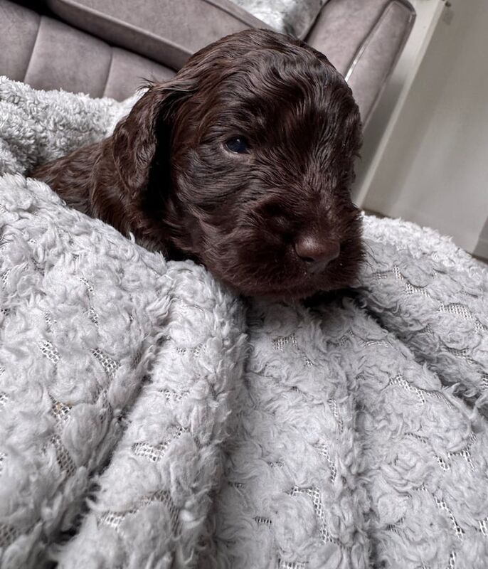 Cockapoo puppies for sale in Crook, Durham – 2 weeks old - Image 3 of 3