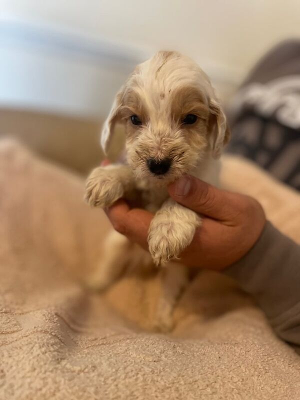 Cockapoo puppies for sale in Gloucester, Gloucestershire – 8 weeks old