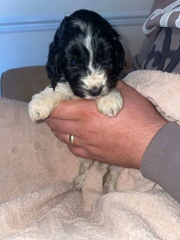 Cockapoo puppies for sale in Gloucester, Gloucestershire – 8 weeks old - Image 2 of 3