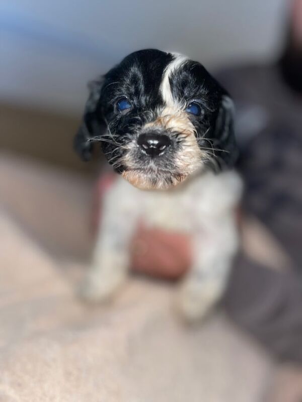 Cockapoo puppies for sale in Gloucester, Gloucestershire – 8 weeks old - Image 3 of 3