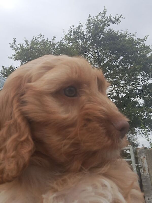Cockapoo puppies for sale in Bodmin, Cornwall – 10 weeks old