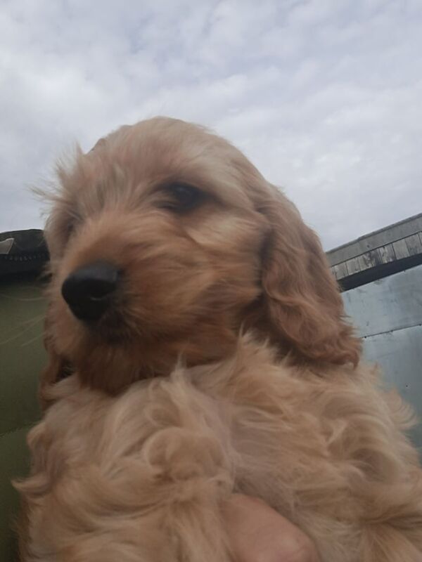 Cockapoo puppies for sale in Bodmin, Cornwall – 10 weeks old - Image 2 of 3