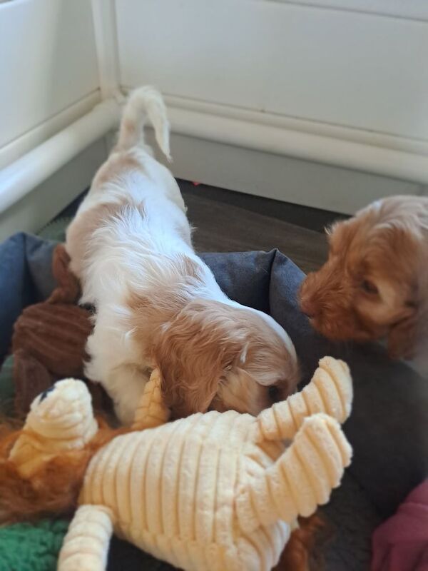 Cockapoo puppies for sale in Bodmin, Cornwall – 10 weeks old - Image 3 of 3