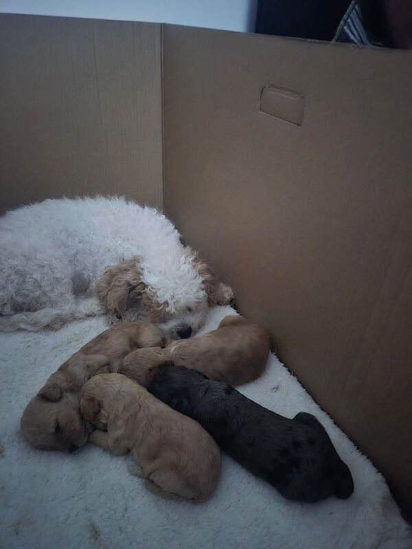 Cockapoo puppies for sale in Gorleston, Norfolk – 2 weeks old
