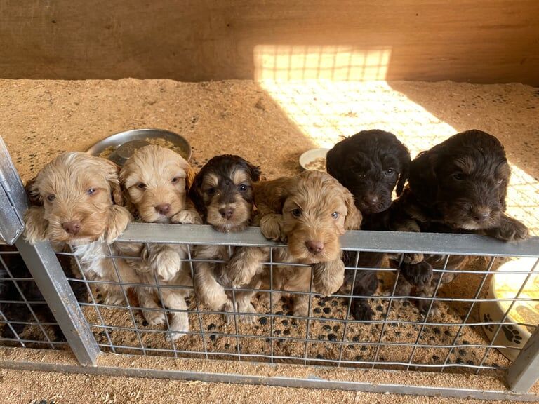 Cockapoo puppies for sale in Menai Bridge / Porthaethwy, Gwynedd – 7 weeks old