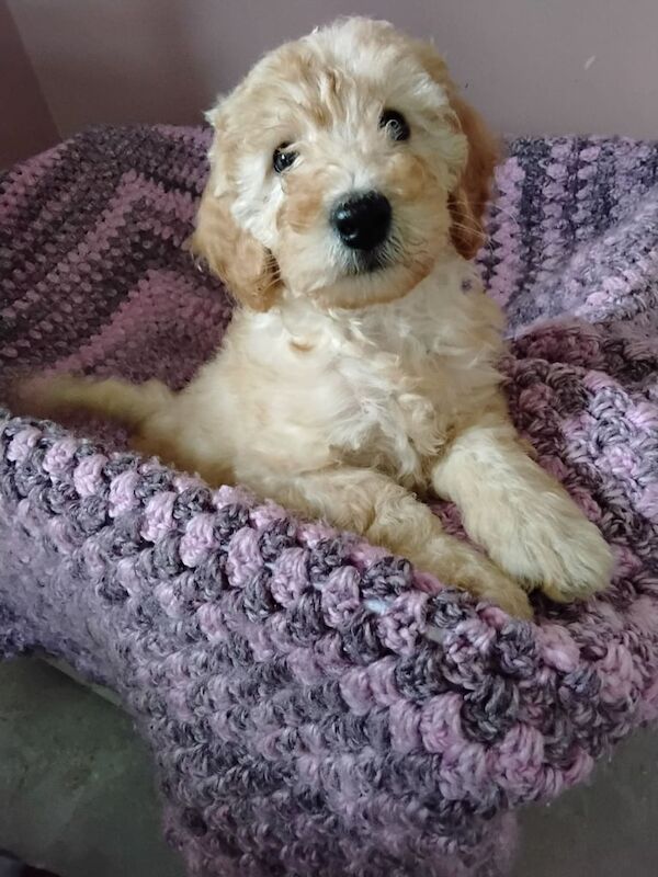 Cockapoo puppies for sale in Dungannon, County Tyrone – 8 weeks old
