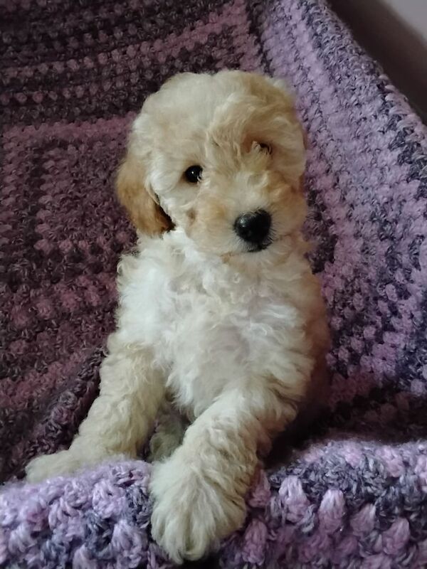 Cockapoo puppies for sale in Dungannon, County Tyrone – 8 weeks old - Image 2 of 3