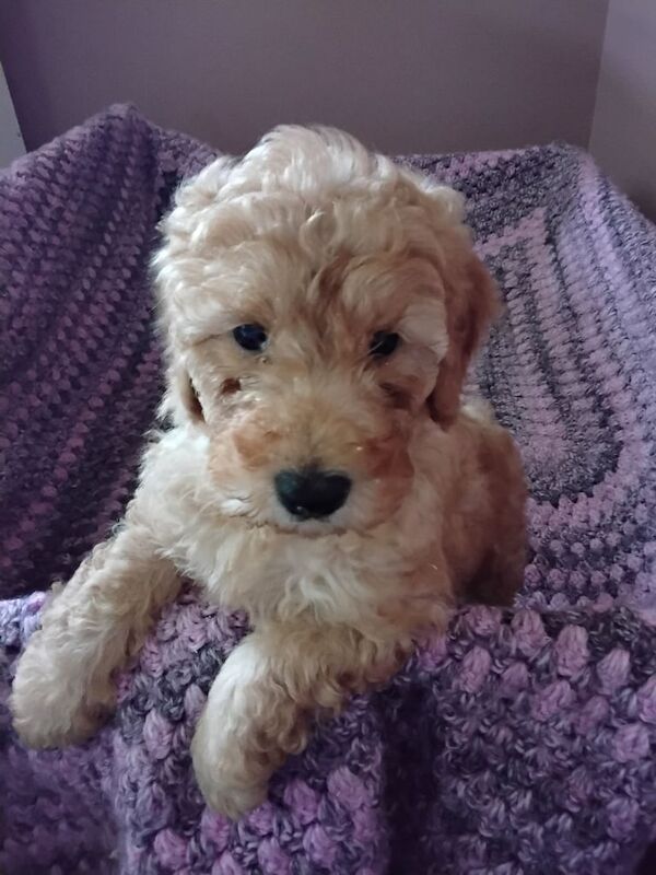 Cockapoo puppies for sale in Dungannon, County Tyrone – 8 weeks old - Image 3 of 3