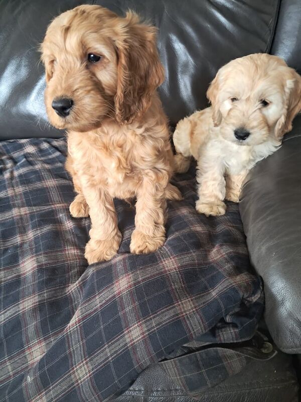 Cockapoo puppies for sale in Castlewellan, County Down – 8 weeks old