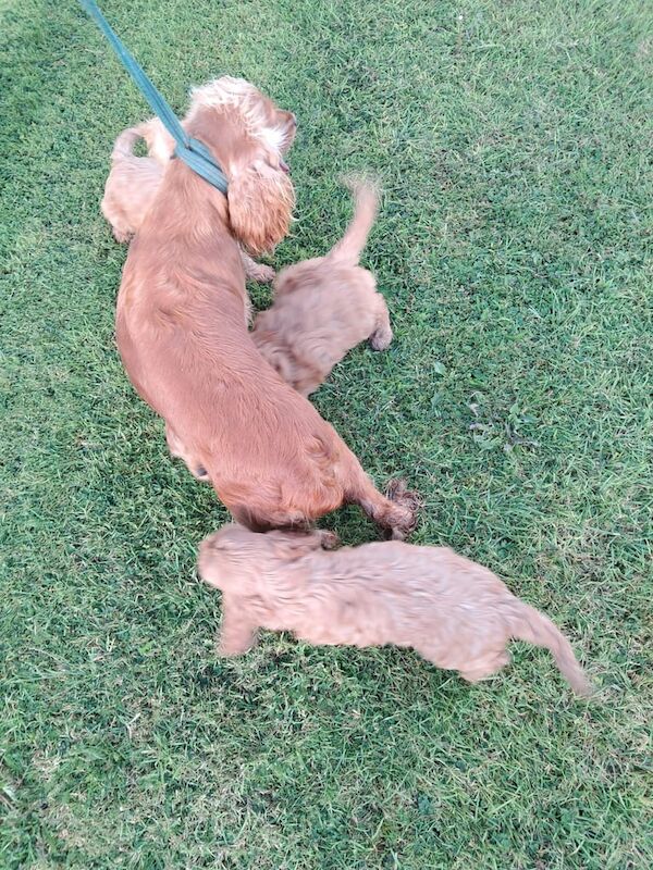 Cockapoo puppies for sale in Castlewellan, County Down – 8 weeks old - Image 2 of 3