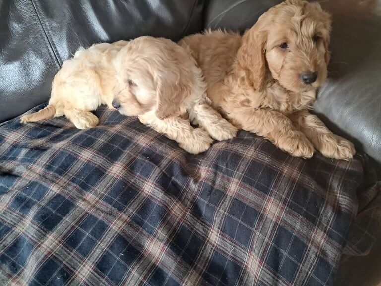 Cockapoo puppies for sale in Castlewellan, County Down – 8 weeks old - Image 3 of 3