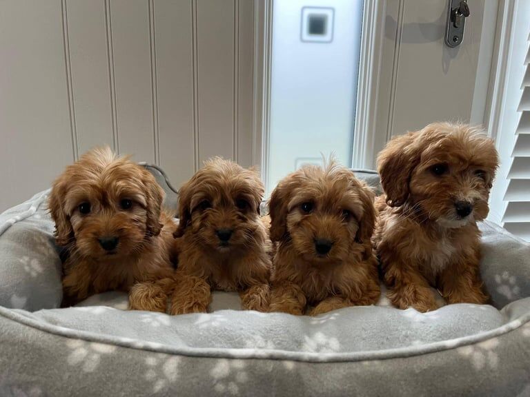 Red Cockapoo puppies for sale in Londonderry, County Londonderry – 8 weeks old