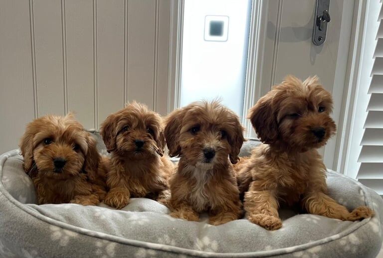 Cockapoo puppies for sale in Londonderry, County Londonderry – 8 weeks old - Image 2 of 3