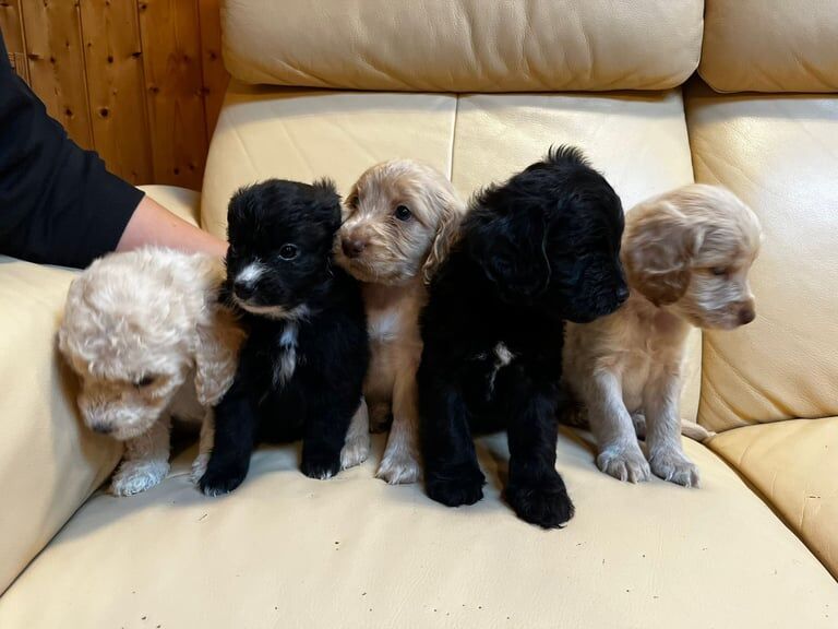 Cockapoo puppies for sale in Heathrow, London – 6 weeks old