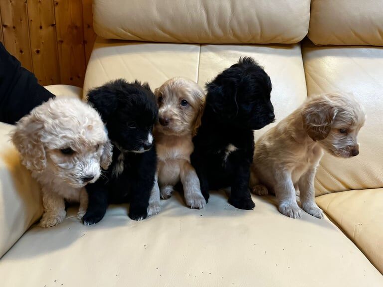 Cockapoo puppies for sale in Heathrow, London – 6 weeks old - Image 2 of 3