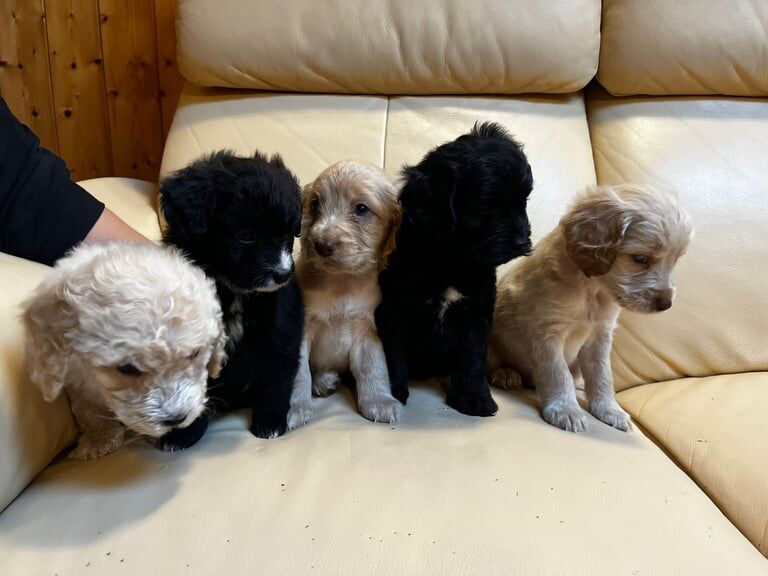 Cockapoo puppies for sale in Heathrow, London – 6 weeks old - Image 3 of 3