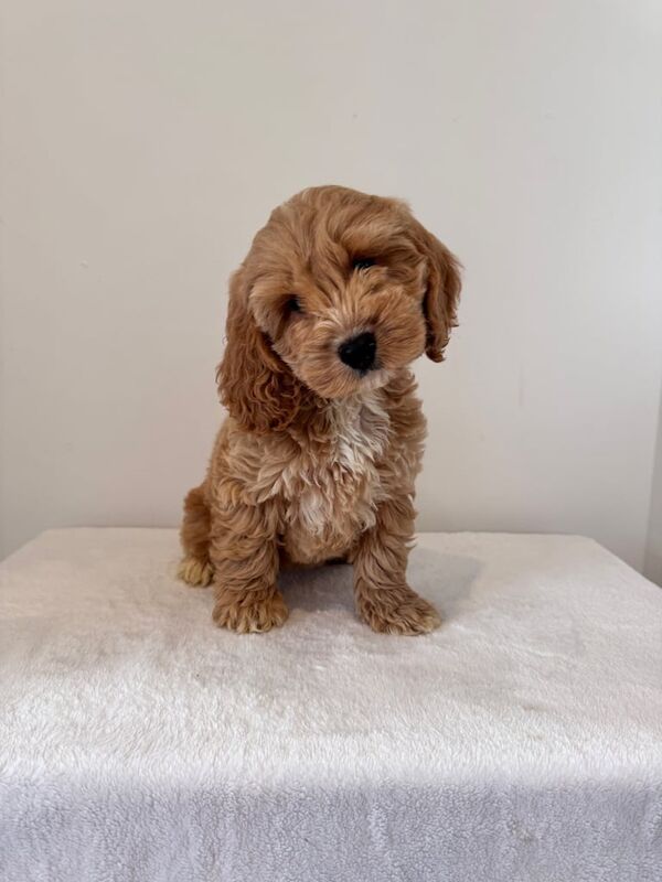 Cockapoo puppies for sale in Swansea / Abertawe, West Glamorgan – 8 weeks old - Image 2 of 3