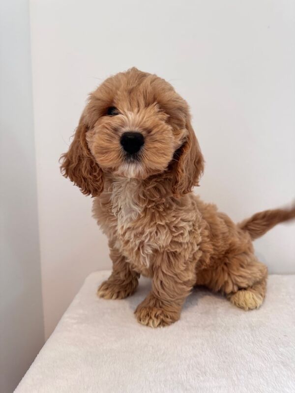 Cockapoo puppies for sale in Swansea / Abertawe, West Glamorgan – 8 weeks old - Image 3 of 3
