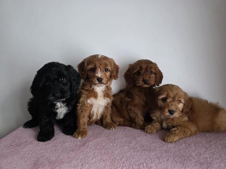 Cockapoo puppies for sale in Belfast, County Antrim – 8 weeks old