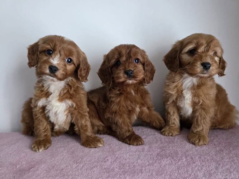 Cockapoo puppies for sale in Belfast, County Antrim – 8 weeks old - Image 2 of 3