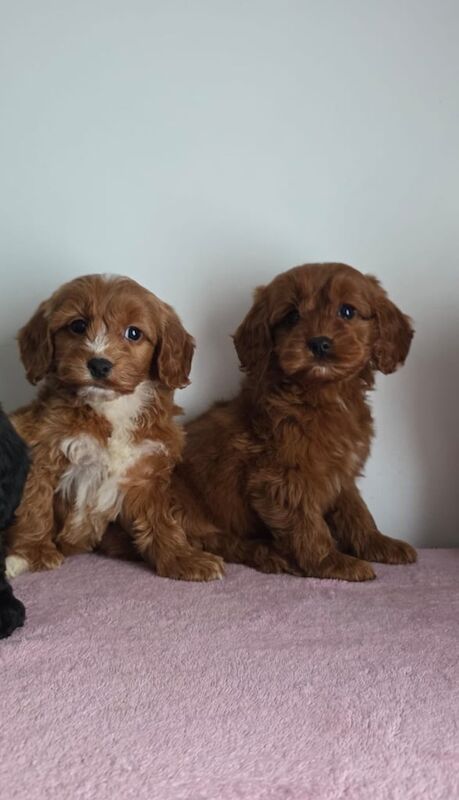 Cockapoo puppies for sale in Belfast, County Antrim – 8 weeks old - Image 3 of 3