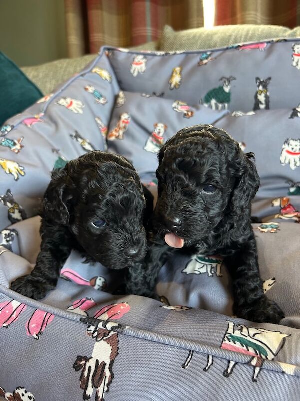 Cockapoo puppies for sale in Coleraine, County Londonderry – 3 weeks old - Image 2 of 3