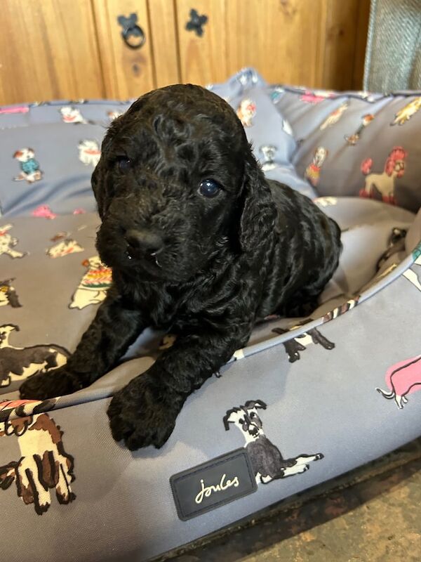 Cockapoo puppies for sale in Coleraine, County Londonderry – 3 weeks old - Image 3 of 3