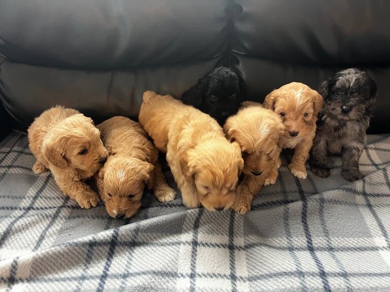 Cockapoo puppies for sale in Bishop Auckland, Durham – 8 weeks old