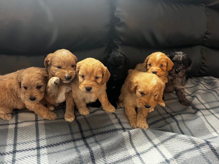 Cockapoo puppies for sale in Bishop Auckland, Durham – 8 weeks old - Image 2 of 5