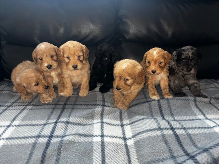Cockapoo puppies for sale in Bishop Auckland, Durham – 8 weeks old - Image 3 of 5