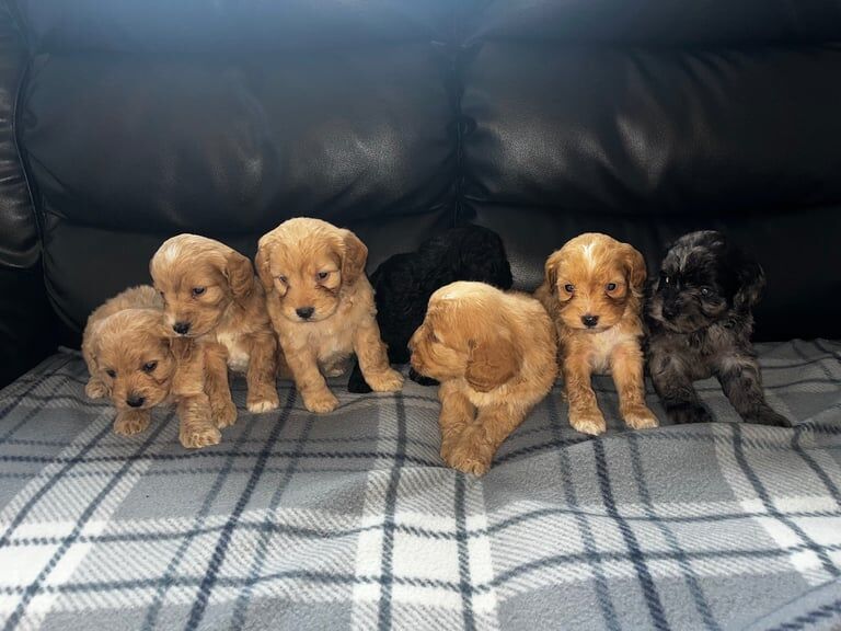 Cockapoo puppies for sale in Bishop Auckland, Durham – 8 weeks old - Image 4 of 5