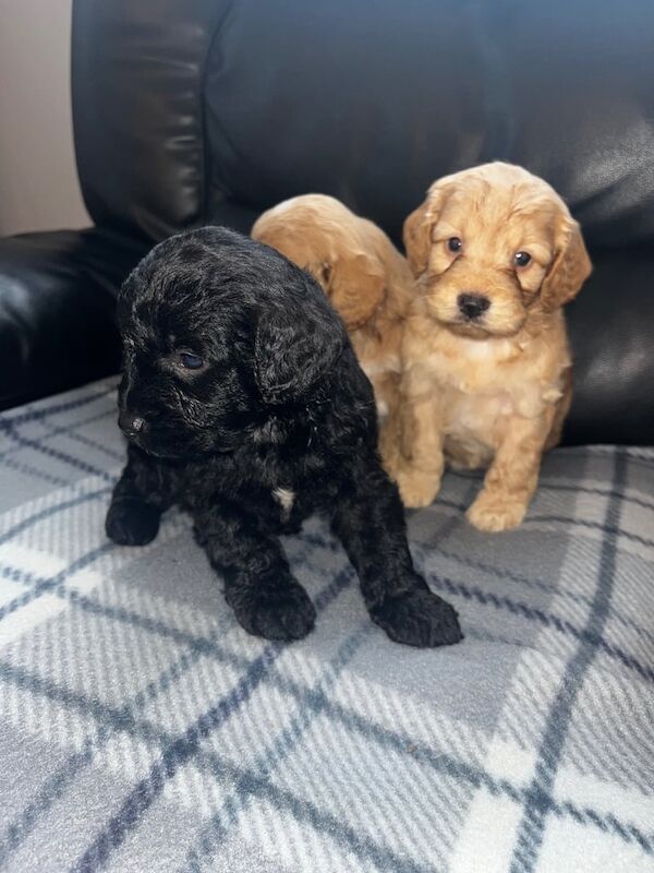 Cockapoo puppies for sale in Bishop Auckland, Durham – 8 weeks old - Image 5 of 5