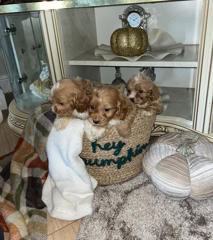 Cockapoo puppies for sale in Tilbury, Essex – 12 weeks old