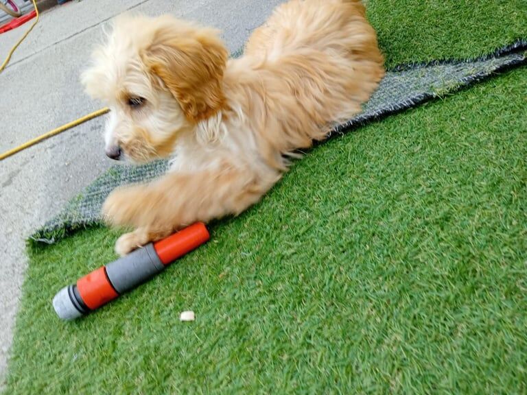 Cockapoo puppies for sale in York, North Yorkshire – 9 weeks old