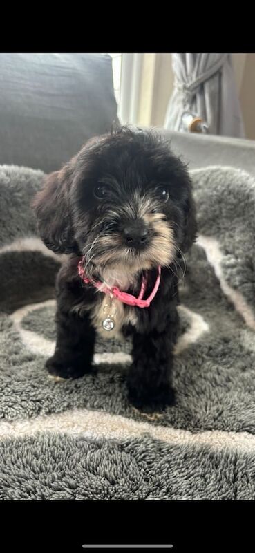 Cockapoo puppies for sale in Kidlington, Oxfordshire – 3 months old