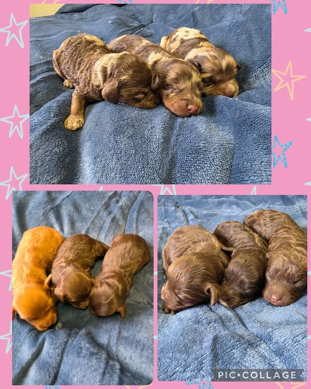 Cockapoo puppies for sale in March, Cambridgeshire – 5 weeks old
