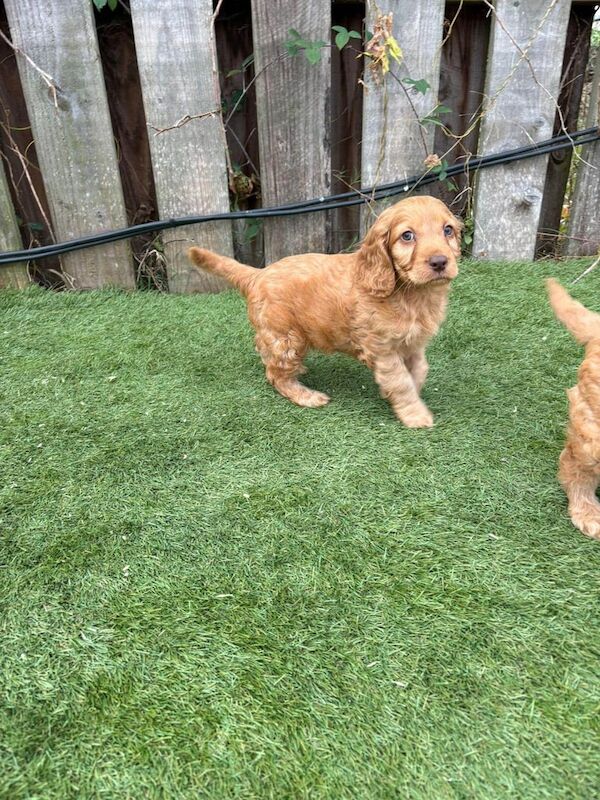 Cockapoo puppies for sale in Hackney, Greater London – 8 weeks old